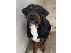 Adopt Ben a Rottweiler