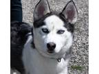 Adopt Jax a Husky