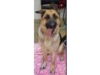 Adopt DUKE a German Shepherd Dog