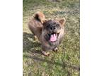Adopt Mario a Chow Chow, Mixed Breed