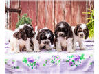 Cocker Spaniel PUPPY FOR SALE ADN-768838 - AKC Cocker Spaniel puppies for sale