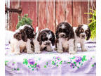 Cocker Spaniel PUPPY FOR SALE ADN-768838 - Mastiff puppies for sale Elkhart IN