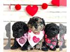 Poodle (Toy) PUPPY FOR SALE ADN-768801 - AKC Merle Toy poodle Litter