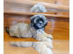 Zuchon PUPPY FOR SALE ADN-768800 - Shichon Teddy Bear Puppies