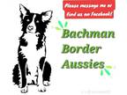 Border-Aussie PUPPY FOR SALE ADN-768793 - Bachman Border Aussies