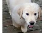 Golden Retriever PUPPY FOR SALE ADN-768762 - Bonnie and Clydes Litter of 12