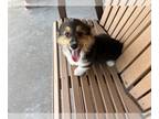 Pembroke Welsh Corgi PUPPY FOR SALE ADN-768696 - Corgi Puppies