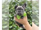 French Bulldog PUPPY FOR SALE ADN-768708 - Lexus