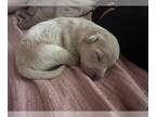 German Shepherd Dog-Goldendoodle Mix PUPPY FOR SALE ADN-768700 - Black Golden