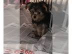 Yorkshire Terrier PUPPY FOR SALE ADN-768683 - Yorkshire Terriers