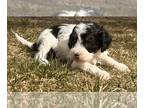 Miniature Bernedoodle PUPPY FOR SALE ADN-768679 - Mini Bernedoodles