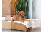 Goldendoodle (Miniature) PUPPY FOR SALE ADN-768667 - Adorable F1B Mini Red