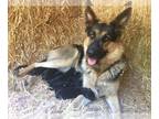 German Shepherd Dog PUPPY FOR SALE ADN-768665 - Beautiful Purebred German