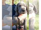 Great Dane PUPPY FOR SALE ADN-768647 - 1 Blue 1 Rare Lilac and 5 Black Great