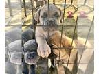 Cane Corso PUPPY FOR SALE ADN-768645 - Cane Corso pups available Mid April 2024