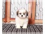 Zuchon PUPPY FOR SALE ADN-768597 - Kiara Friendly female Teddy Bear Puppy