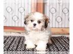 Zuchon PUPPY FOR SALE ADN-768594 - Yasmin Loving female Teddy Bear Puppy