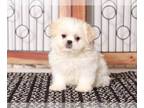 Zuchon PUPPY FOR SALE ADN-768593 - Yara Stunning female Teddy Bear Puppy