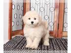 Bichpoo PUPPY FOR SALE ADN-768581 - Vader Great male Poochon Puppy for Sale in