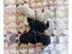 Labrador Retriever PUPPY FOR SALE ADN-768555 - AKC Black and Yellow Labrador