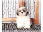 Shih Tzu PUPPY FOR SALE ADN-768537 - Cash Loving Little Male Shih Tzu Puppy For