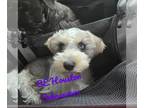 Schnauzer (Miniature) PUPPY FOR SALE ADN-768777 - FOR SALE CKC Miniature