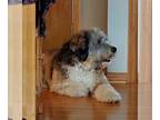 Bernedoodle-Poodle (Standard) Mix PUPPY FOR SALE ADN-768754 - Love By Gretta of