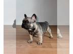 French Bulldog PUPPY FOR SALE ADN-768720 - Max