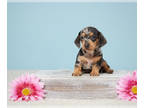 Dachshund PUPPY FOR SALE ADN-768669 - Adorable Mini Dachshund Puppies