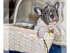 French Bulldog PUPPY FOR SALE ADN-768660 - Top Tier Charming Frenchies