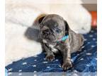 French Bulldog PUPPY FOR SALE ADN-768630 - Top Tier Charming French Bulldog