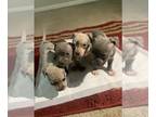 American Bully PUPPY FOR SALE ADN-768629 - Pocket Bully Puppies
