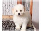 Bichpoo PUPPY FOR SALE ADN-768583 - Harley Sweet male Poochon Puppy for Sale in