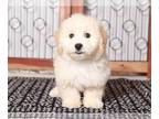 Bichpoo PUPPY FOR SALE ADN-768576 - Turbo Fun male Poochon Puppy for Sale in