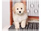 Bichpoo PUPPY FOR SALE ADN-768573 - Loki Fun male Poochon Puppy for Sale in