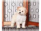 Maltipoo PUPPY FOR SALE ADN-768553 - Murphy Affectionate male Maltipoo Puppy