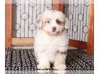 F2 Aussiedoodle PUPPY FOR SALE ADN-768548 - Porsche Loving Chocolate Merle