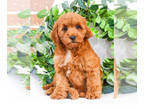 Goldendoodle PUPPY FOR SALE ADN-768529 - F1B Goldendoodle puppy