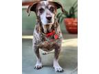 Adopt Monk a German Shorthaired Pointer, Miniature Dachshund