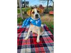 Adopt Luther a Beagle, Mixed Breed