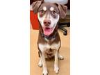 Adopt SPIKE a Husky