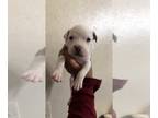 American Pit Bull Terrier PUPPY FOR SALE ADN-768845 - Pitbull Pup