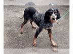 Treeing Walker Coonhound PUPPY FOR SALE ADN-768842 - Female Bluetick Hound