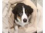 Australian Shepherd PUPPY FOR SALE ADN-768824 - AKC Joey