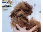 Poodle (Toy) PUPPY FOR SALE ADN-768821 - Adult female teacup poodle