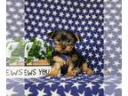 Yorkshire Terrier PUPPY FOR SALE ADN-768812 - Adorable Yorkshire Terrier Puppy