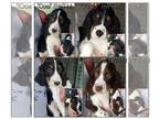 English Springer Spaniel PUPPY FOR SALE ADN-768799 - AKC English Springer