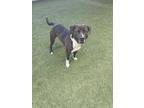 Adopt Dayle a Pit Bull Terrier