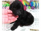 Chihuahua-Poodle (Toy) Mix PUPPY FOR SALE ADN-768756 - Roxli ChiPoo Black Girl