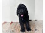 Goldendoodle PUPPY FOR SALE ADN-768677 - Standard Goldendoodle